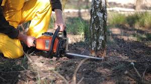 Best Tree Trimming and Pruning  in Gadsden, AL