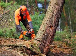 Best Storm Damage Tree Cleanup  in Gadsden, AL