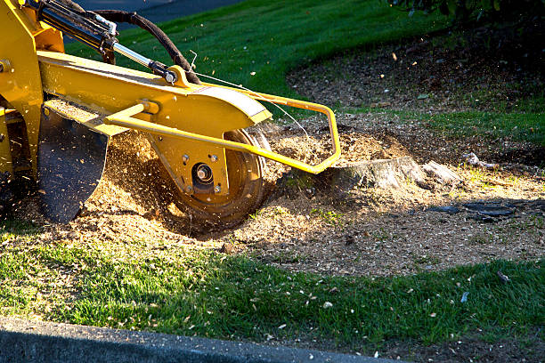 Best Seasonal Cleanup (Spring/Fall)  in Gadsden, AL